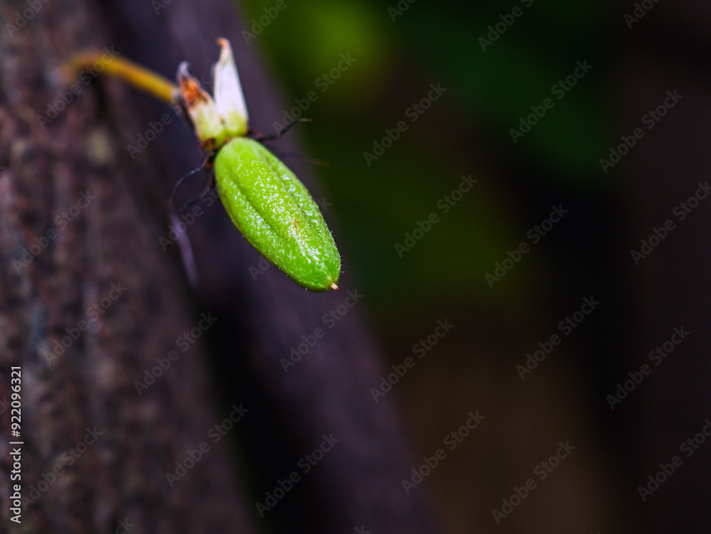 Green small Cocoa pods branch with young fruit and blooming cocoa flowers grow on trees. The cocoa tree ( Theobroma cacao ) with fruits, Raw cacao tree plant fruit plantation. Green small Cocoa pods branch with young fruit and blooming cocoa flowers grow on trees. The cocoa tree ( Theobroma cacao ) with fruits, Raw cacao tree plant fruit plantation.