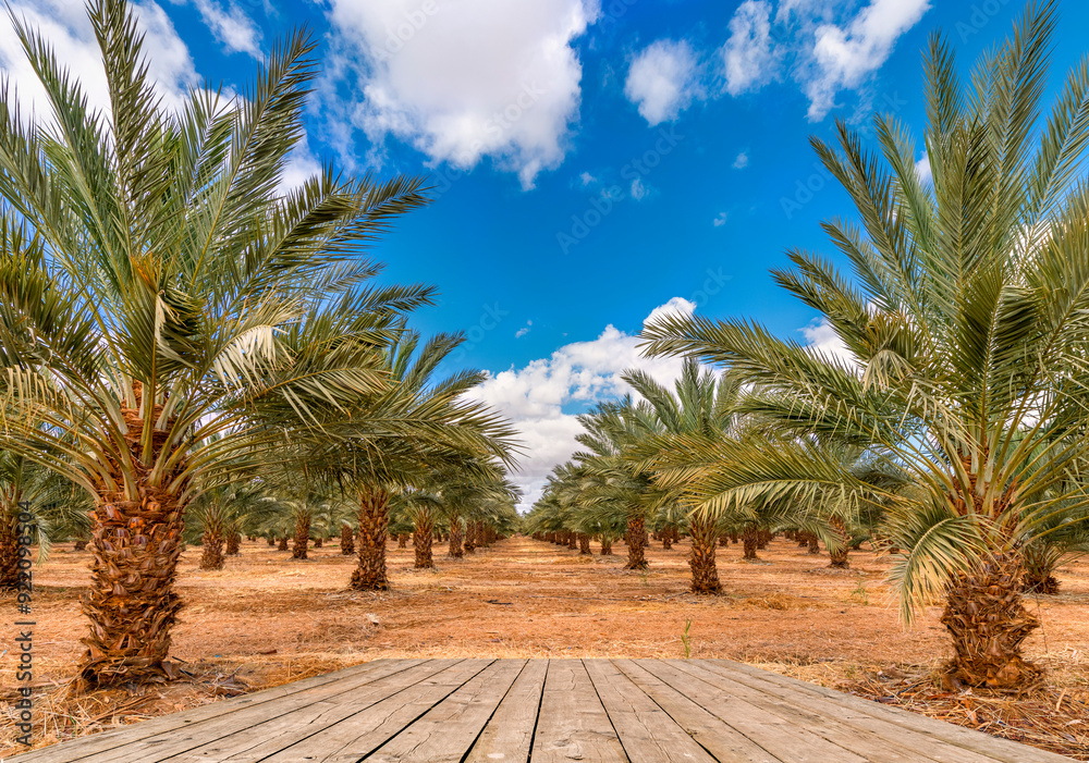 Φωτογραφία Date palm is iconic ancient plant and famous food crop in the Middle East and North Africa, it has been cultivated for 5000 years