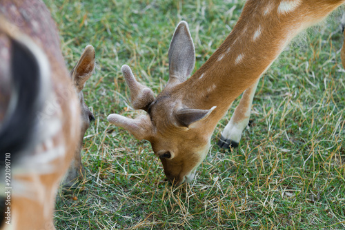 Close-up of a young spotted sika deer chital or cheetal with antlers grazing in the grass. Axis deer in the park is friendly to people, family Cervidae concept photo