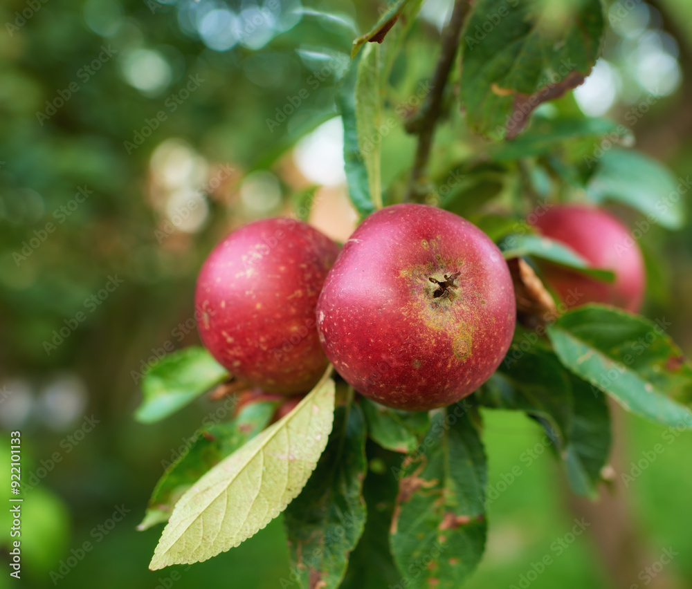 Red apples, trees and closeup for farming, orchard and agriculture with food production for nutrition. Fruits, growth and leaves with sustainability in countryside, environment and nature in China Red apples, trees and closeup for farming, orchard and agriculture with food production for nutrition. Fruits, growth and leaves with sustainability in countryside, environment and nature in China