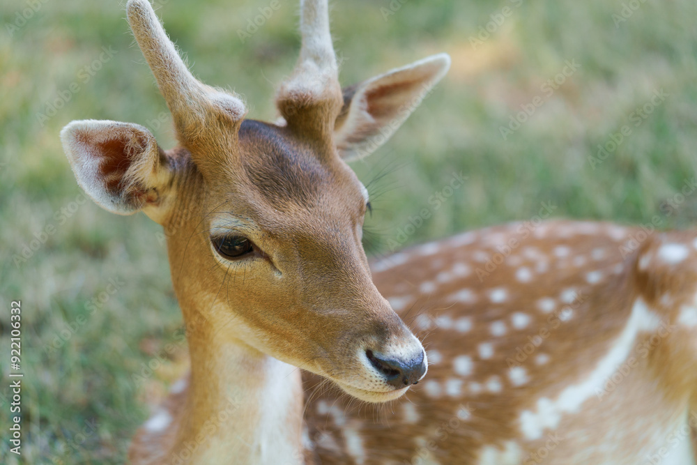 Close-up portrait of a young spotted sika deer chital or cheetal with antlers and spread ears. The concept of axis deer in the park is friendly to people. Image for your design Close-up portrait of a young spotted sika deer chital or cheetal with antlers and spread ears. The concept of axis deer in the park is friendly to people. Image for your design