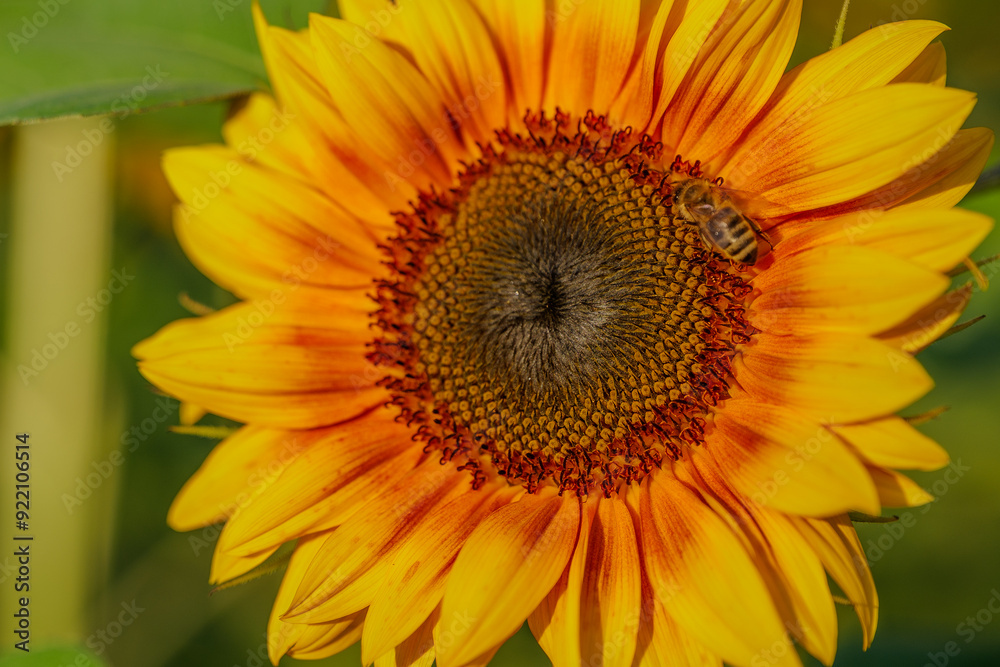 Obraz premium sunflower close up