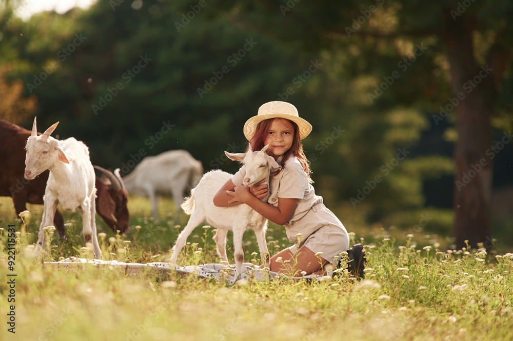 Fototapeta premium Embracing the animal. Little girl is on the field with goats