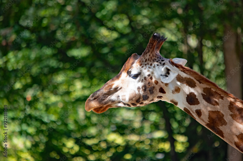 Nahaufnahme einer Giraffe im Nürnberger Tierpark Nahaufnahme einer Giraffe im Nürnberger Tierpark