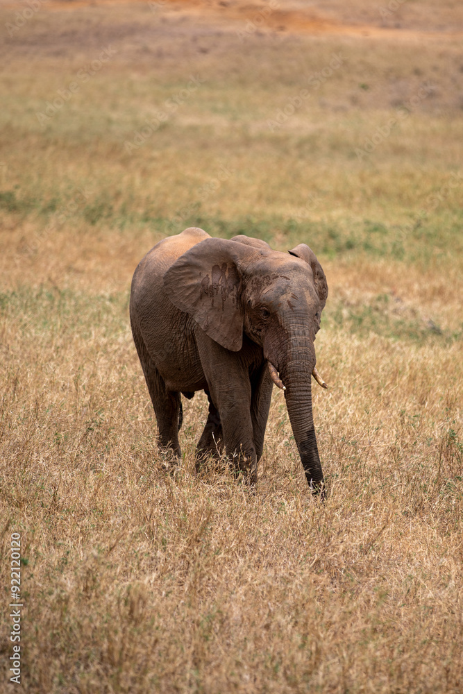 Obraz premium Kenya Afryka