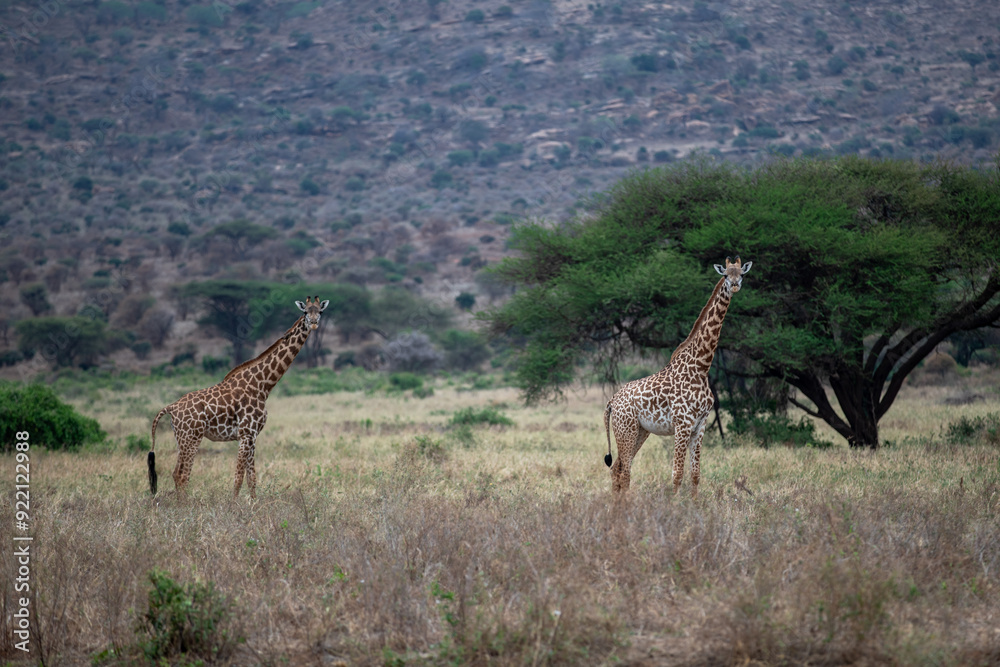 Obraz premium Kenya Afryka