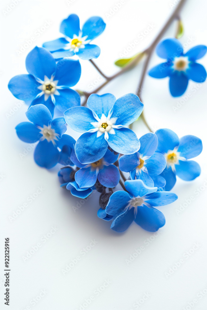 Azure Blooms of Remembrance: Delicate forget-me-not flowers cascade against a pristine white backdrop, evoking sentiments of love, remembrance, and enduring beauty. Azure Blooms of Remembrance: Delicate forget-me-not flowers cascade against a pristine white backdrop, evoking sentiments of love, remembrance, and enduring beauty.