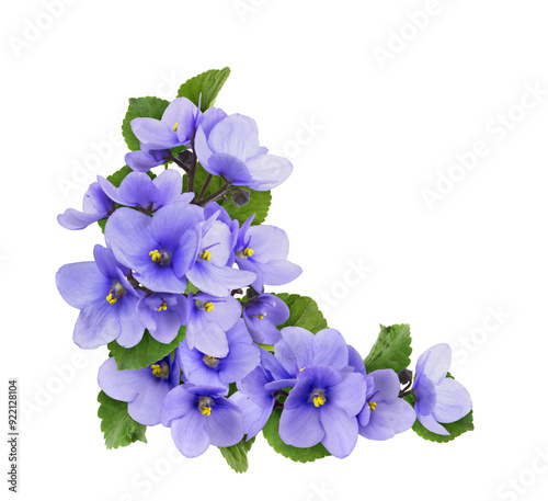 Violet flowers and leaves i...