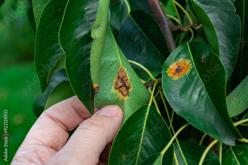 Pear diseases. Diseases on pear leaves