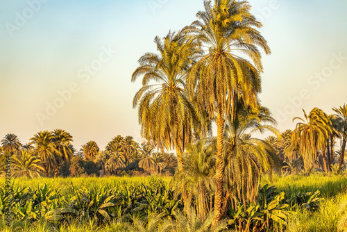 The fertile Nile Valley and the arid Sahara Desert. Explore the lush oases filled with palm trees and papyrus, in stark contrast to the vast sandy expanse that surrounds them. photo