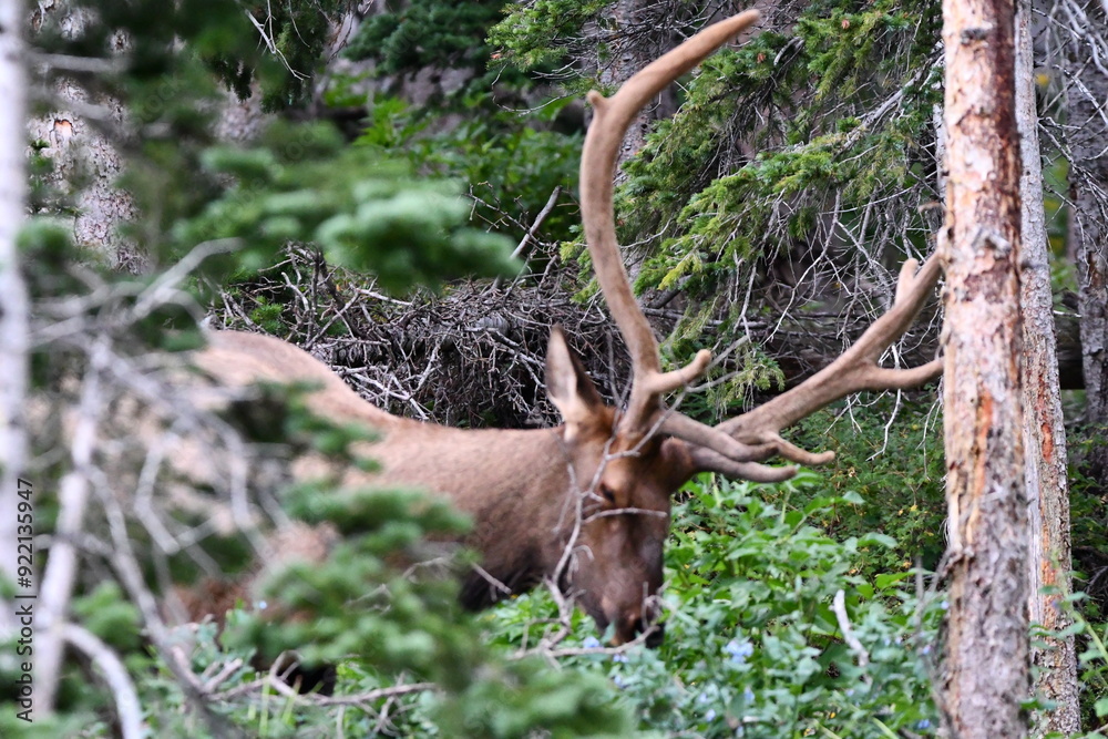 Fototapeta premium Elk grazing in Colorado.