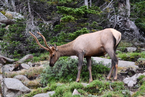 Elk grazing in Colorado.