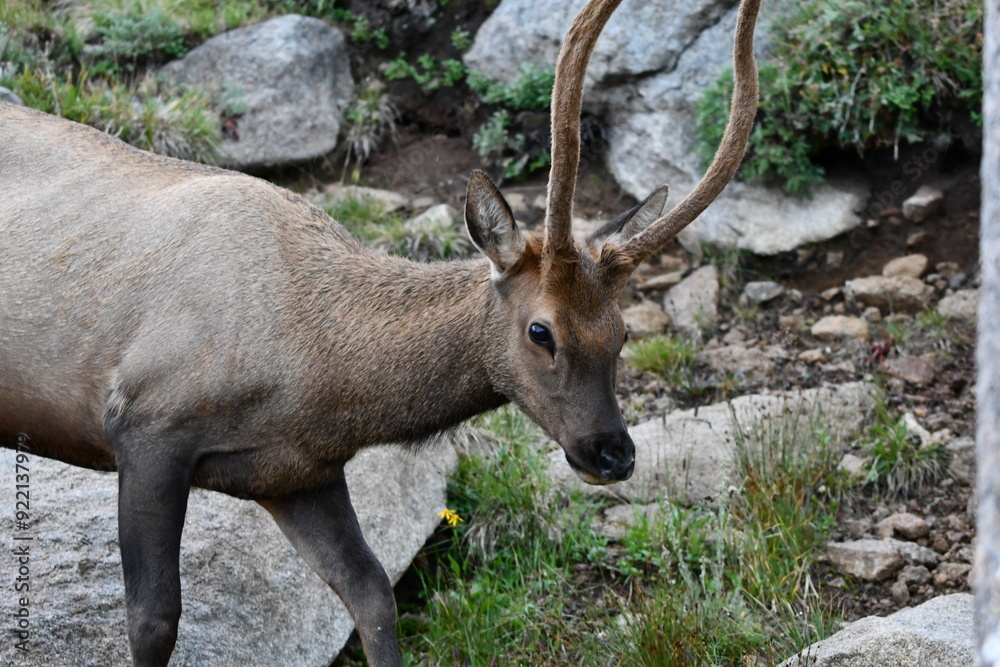 Elk grazing in Colorado. Elk grazing in Colorado.