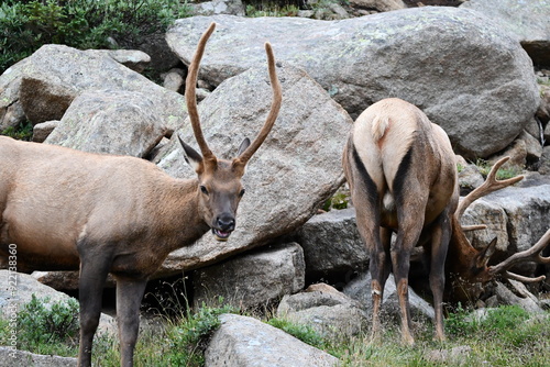 Elk grazing in Colorado.
