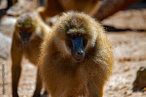 Tierwelt in Bayern: Pavian im Nürnberger Zoo