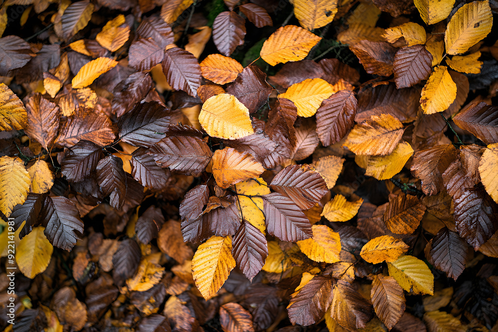 old fallen leaves old fallen leaves