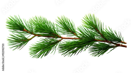 Fresh green pine branch with needles isolated on white background, ideal for nature or Christmas-themed designs and projects.
