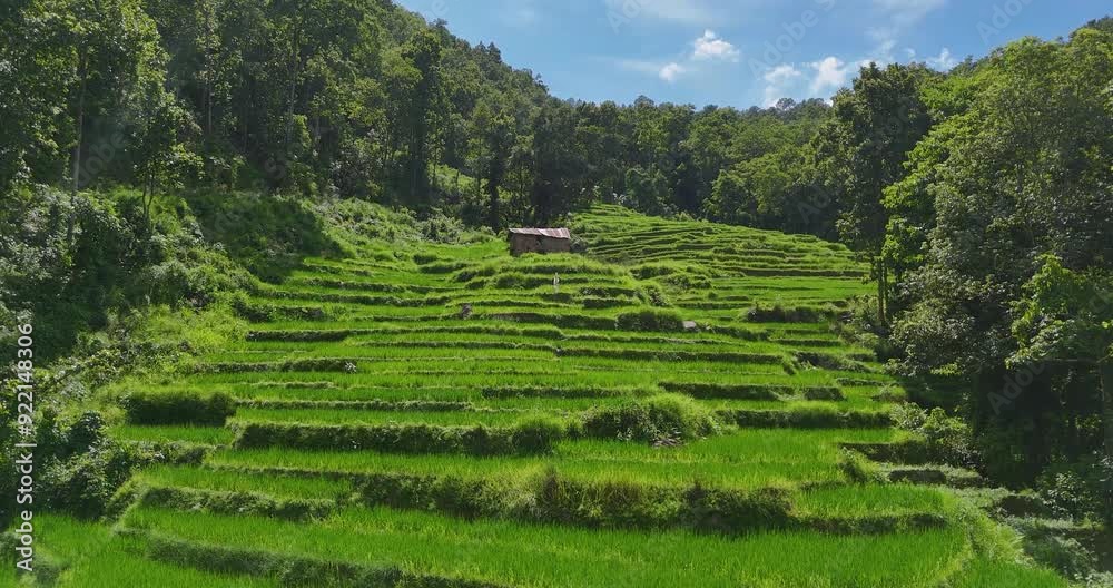 Terrace farming landscape in Nepal featuring lush green rice fields under a blue sky. A farmer's hut in the middle adds charm to the healthy environment, perfect for tourism. Terrace farming landscape in Nepal featuring lush green rice fields under a blue sky. A farmer's hut in the middle adds charm to the healthy environment, perfect for tourism.