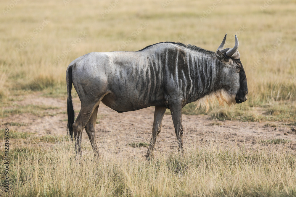 Naklejka premium Kenya Afryka