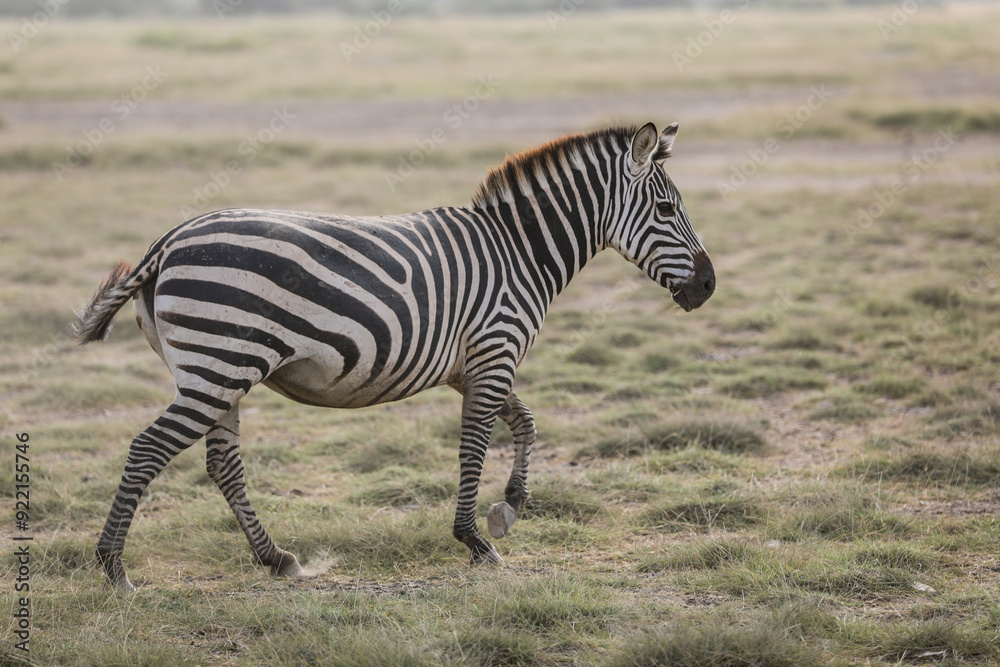 Naklejka premium Kenya Afryka