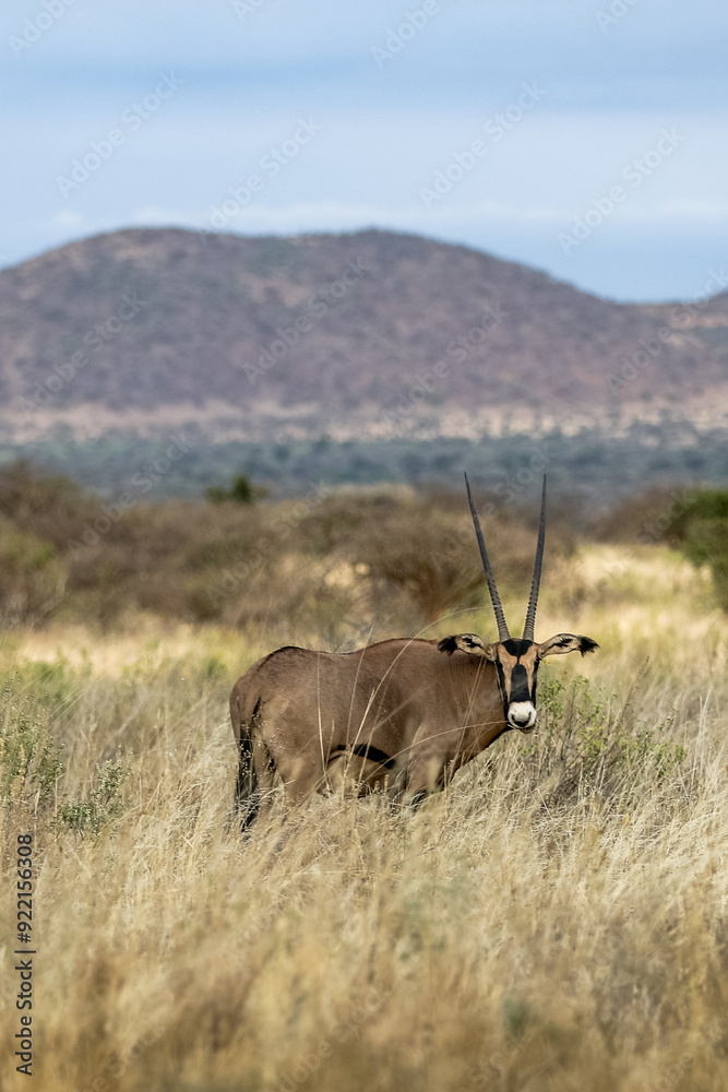 Fototapeta premium Kenya Afryka