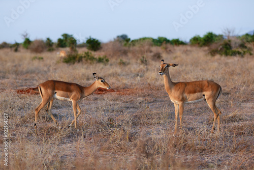 Kenya Africa