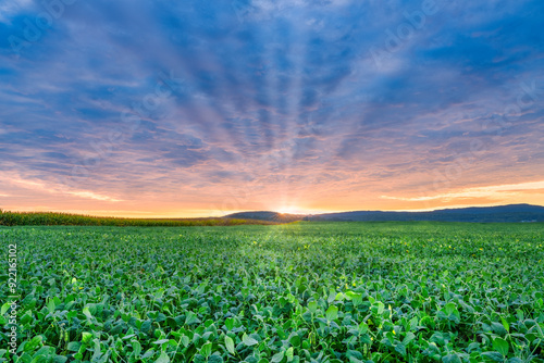 Soybean and corn fields, agriculture farm landscape with a beautiful morning red sky sunrise over the mountain in southern middle Tennessee.