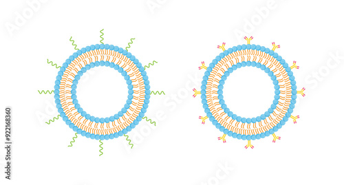 PEGylated Liposome and Antibody-modified liposomes. Phospholipids, Drug encapsulation. Vector illustration	
