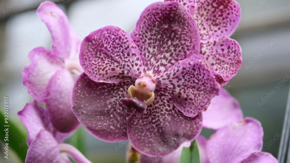 Vanda Kulwadee Fragrance in bloom in the garden,(Orchid Hybrid.) Vanda Kulwadee Fragrance in bloom in the garden,(Orchid Hybrid.)