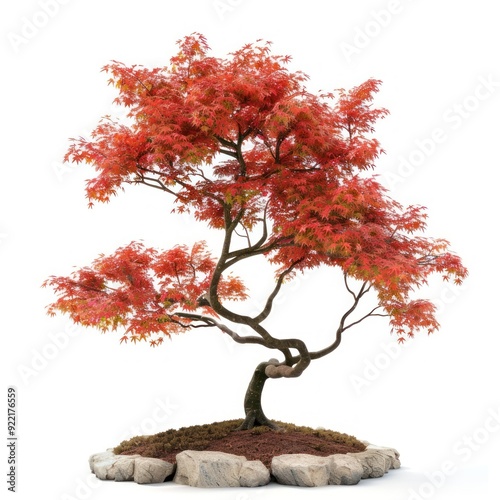 Vibrant Japanese maple bonsai tree