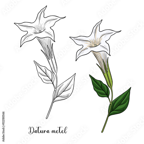 vector drawing plant of Devil's trumpet , Datura metel, herb of traditional chinese medicine, hand drawn illustration