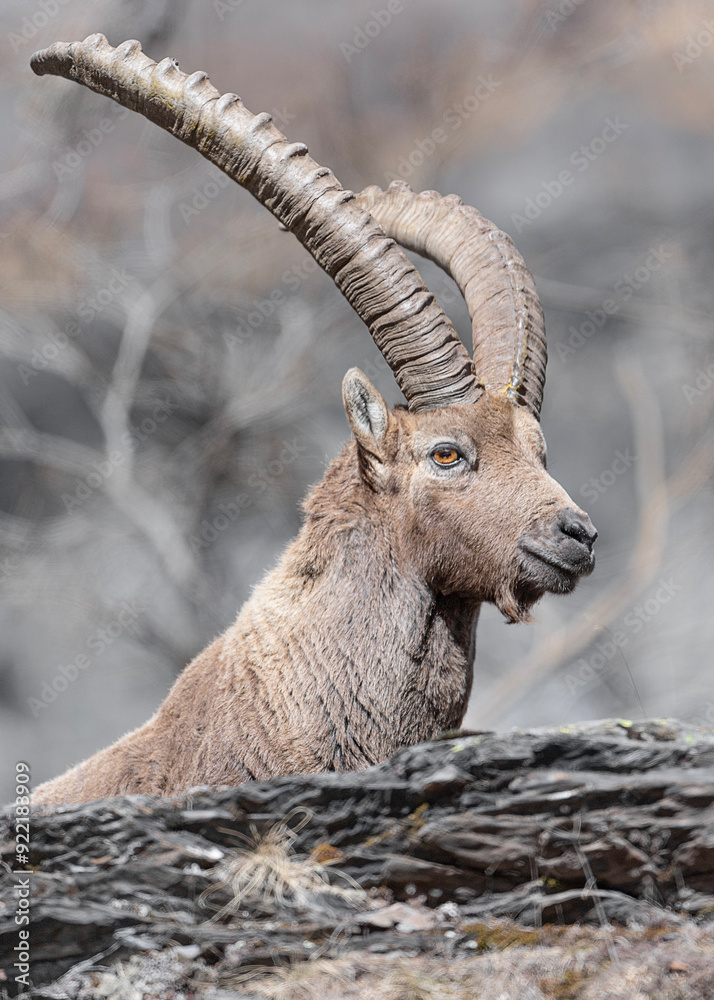 Vertical portrait of Alpine ibex male (Capra ibex) Vertical portrait of Alpine ibex male (Capra ibex)