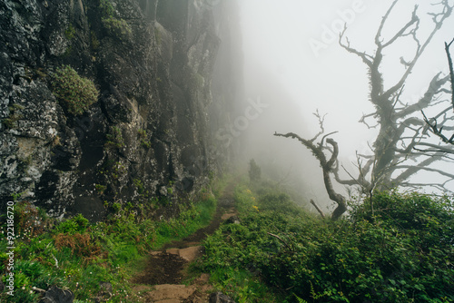 Magical misty green forest with waterfalls in Levada do Norte, Madeira island, Portugal. PR17 Pinaculo e Folhadal photo