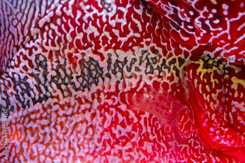 Beautiful colored Flowerhorn Cichlid cichlid with a big red head with a blue background.