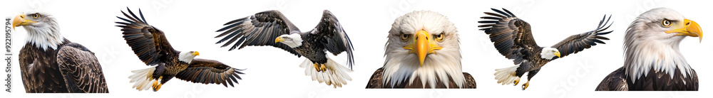 Eagle bird png cut out element set Eagle bird png cut out element set