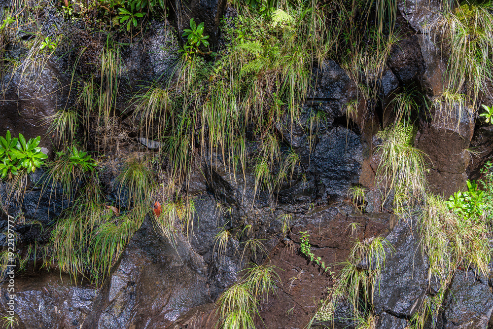 Vegetation in the Levada 25 Fontes area of Madeira Island