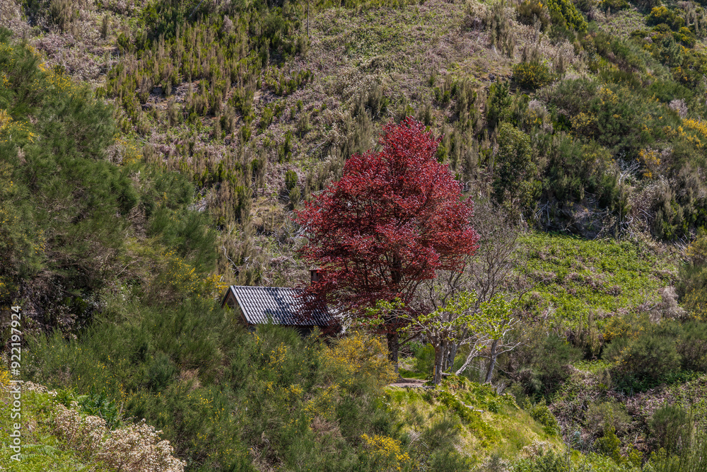 Vegetation in the Levada 25 Fontes area of Madeira Island