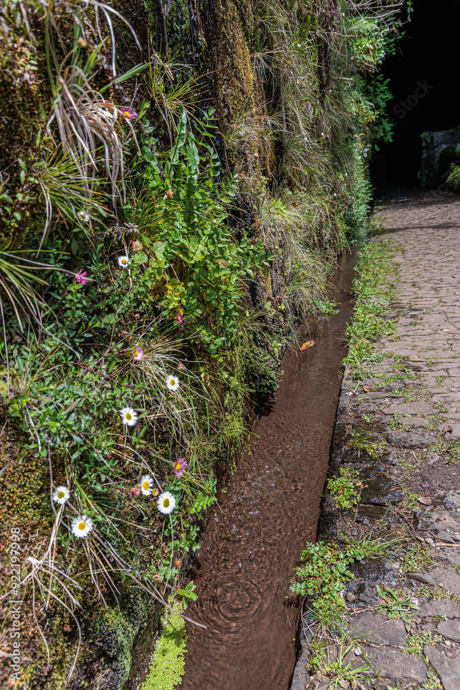 Vegetation and water distribution in the Levada 25 Fontes area of Madeira Island