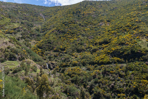 Obraz na płótnie Vegetation in the Levada 25 Fontes area of Madeira Island w salonie
