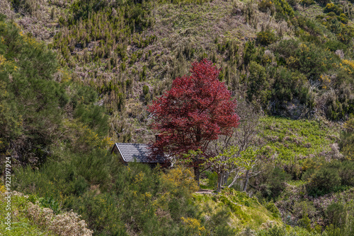 Obraz na płótnie Vegetation in the Levada 25 Fontes area of Madeira Island w salonie