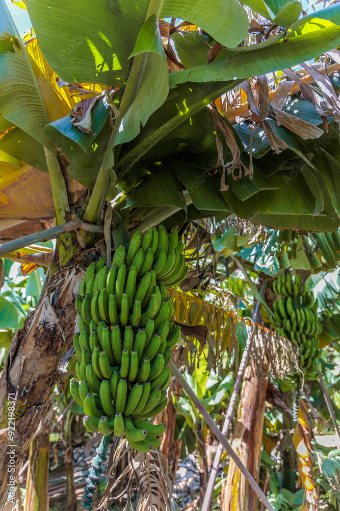 Banana growing at the Banana Route - Madalena do Mar on the island of Madeira