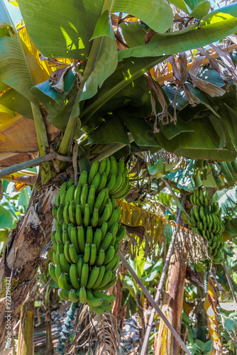 Obraz na płótnie Banana growing at the Banana Route - Madalena do Mar on the island of Madeira w salonie