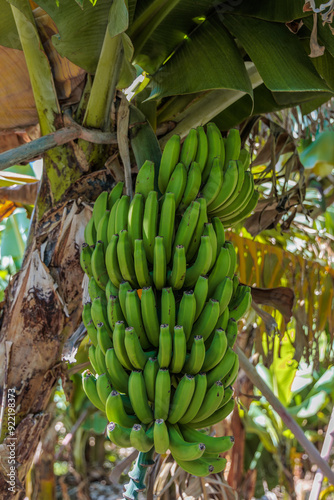 Obraz na płótnie Banana growing at the Banana Route - Madalena do Mar on the island of Madeira w salonie