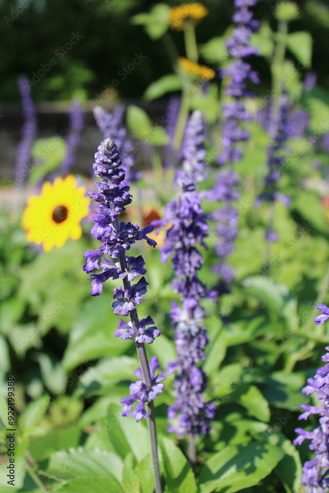 Obraz premium Purple flower