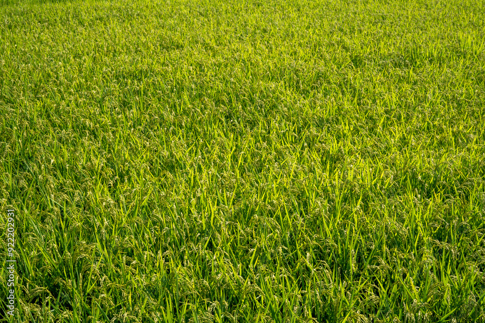 rice field, Japan, summer, rice, field, crops, green, 草, 野原, 緑, 自然, 芝, 植える, とぶ, サマータイム, 牧草地, 質感, 農学, 伸び, 芝, ナチュラル, 新鮮, 風景, ファーム, 包囲, 農業, アブストラクト, くだらない人, 季節, 作物, 米, 公園 rice field, Japan, summer, rice, field, crops, green, 草, 野原, 緑, 自然, 芝, 植える, とぶ, サマータイム, 牧草地, 質感, 農学, 伸び, 芝, ナチュラル, 新鮮, 風景, ファーム, 包囲, 農業, アブストラクト, くだらない人, 季節, 作物, 米, 公園