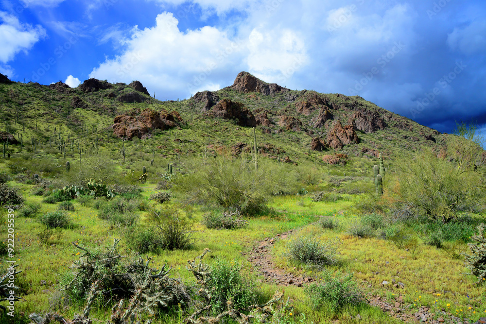 Sonora Desert Arizona Picacho Peak State Park
