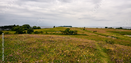 Expansive Wildflower Meadow on Rolling Hills with Distant Trees under Overcast Skies at Knudshoved in Denmark