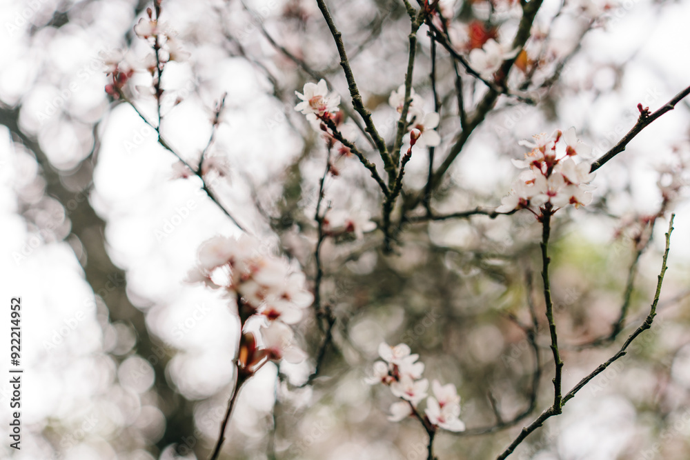 Juneberry Amelanchier lamarckii, blooms of springtime