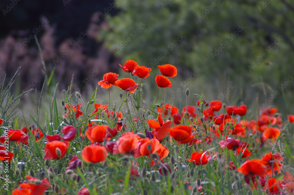 Obraz premium wiesenblumen