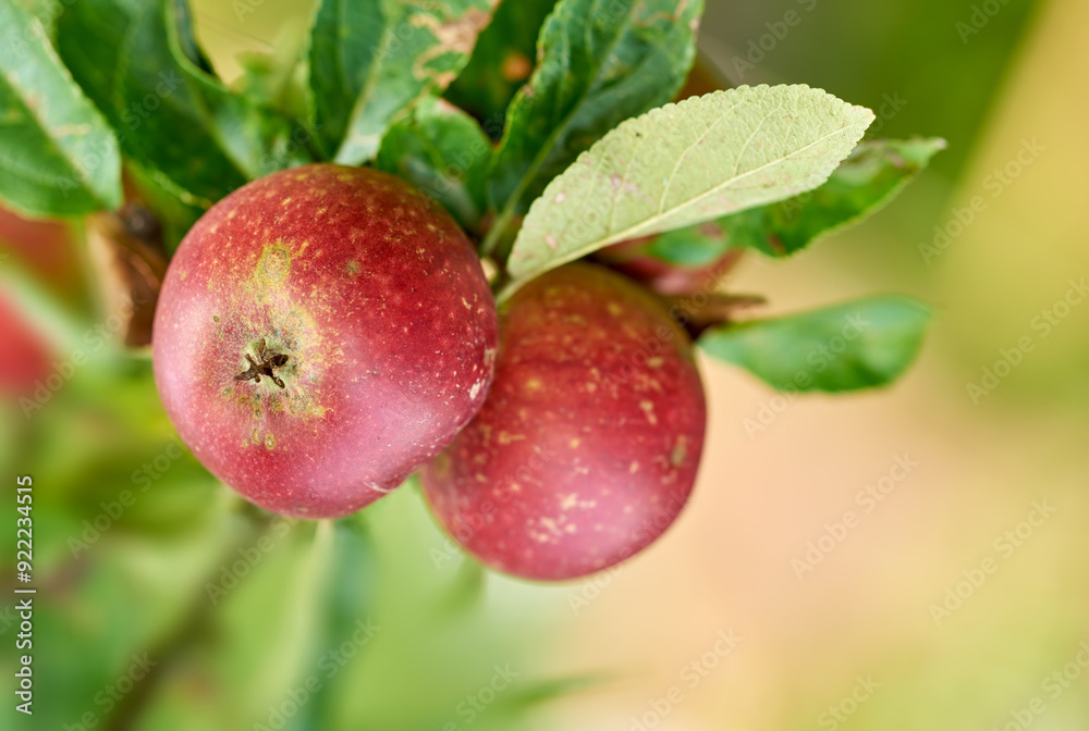 Apples, trees and closeup in orchard in nature, leaves or agriculture with food production for nutrition. Red fruits, growth and sustainability farming in countryside, environment or crops in China Apples, trees and closeup in orchard in nature, leaves or agriculture with food production for nutrition. Red fruits, growth and sustainability farming in countryside, environment or crops in China
